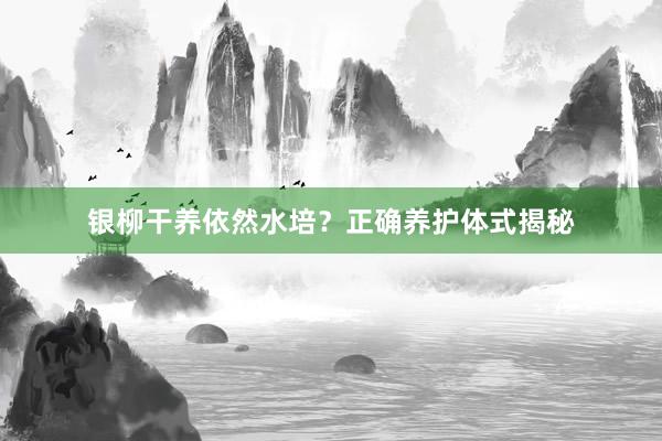 银柳干养依然水培？正确养护体式揭秘